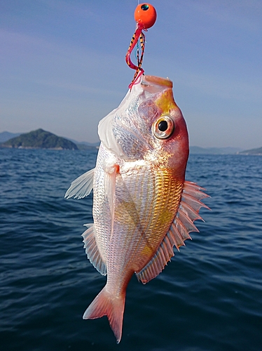 レンコダイの釣果