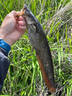 ニホンナマズの釣果