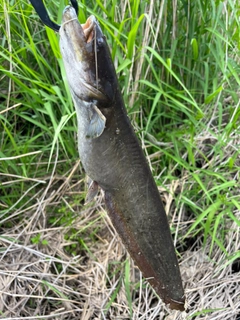 ニホンナマズの釣果