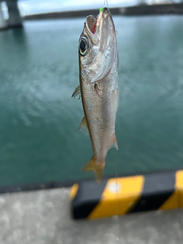 アカカマスの釣果