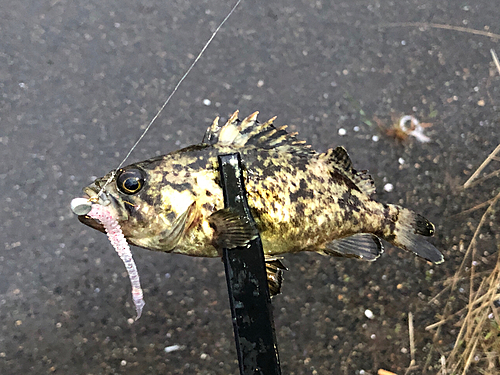 クロソイの釣果