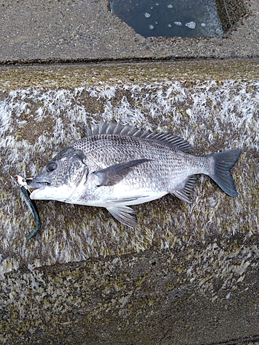 チヌの釣果