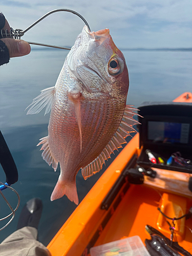 レンコダイの釣果