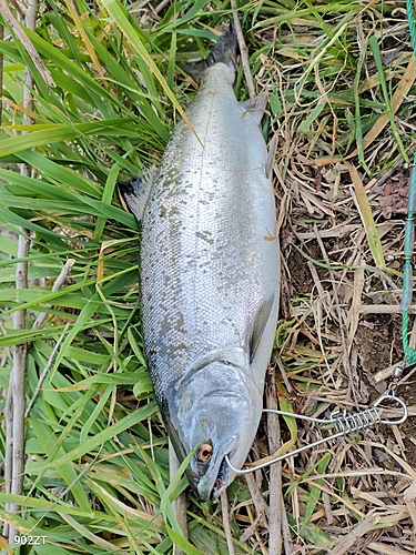 サクラマスの釣果