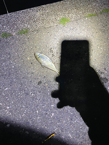 コノシロの釣果