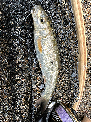 ウグイの釣果