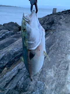 ワラサの釣果