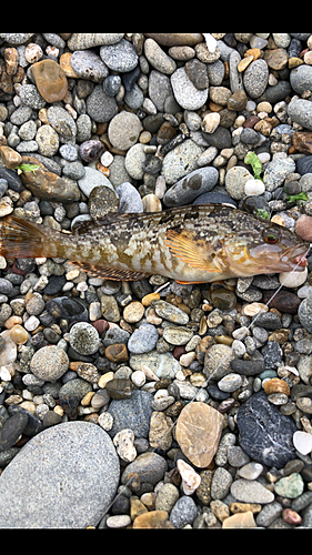 アイナメの釣果