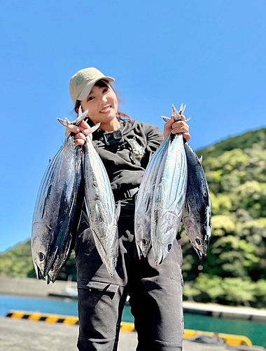 カツオの釣果