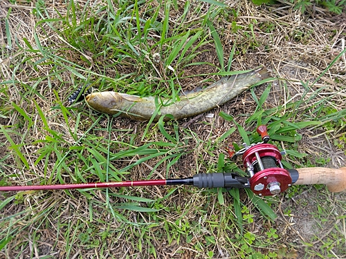 マナマズの釣果