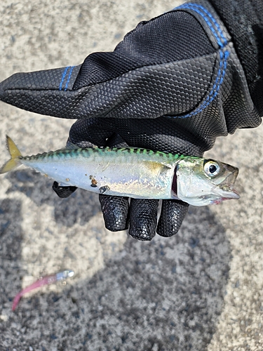 サバの釣果