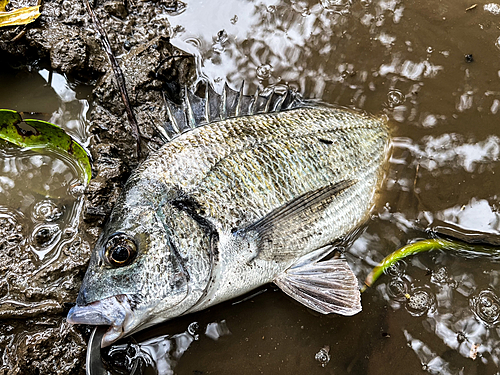 ミナミクロダイの釣果