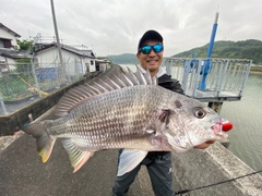 キチヌの釣果