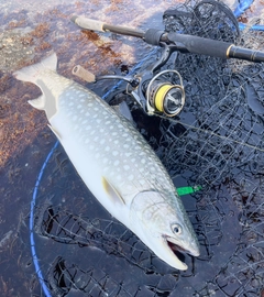 アメマスの釣果