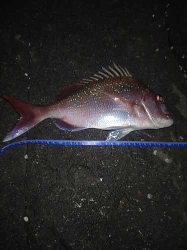 マダイの釣果