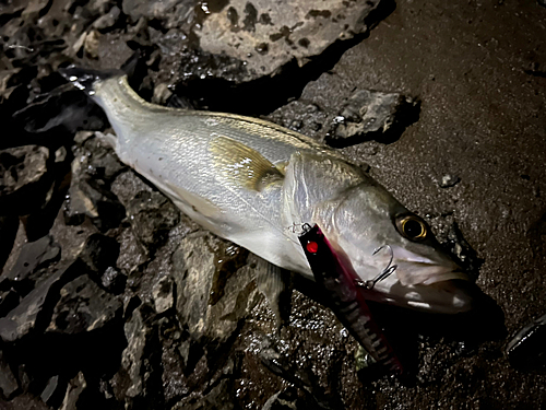 セイゴ（マルスズキ）の釣果