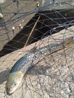 アメマスの釣果