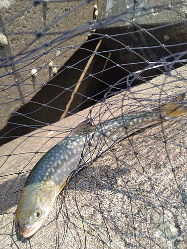 アメマスの釣果