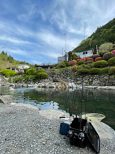 ニジマスの釣果