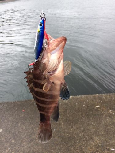 マハタの釣果