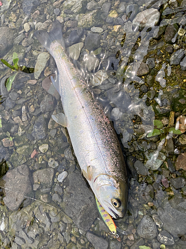 ヤマメの釣果