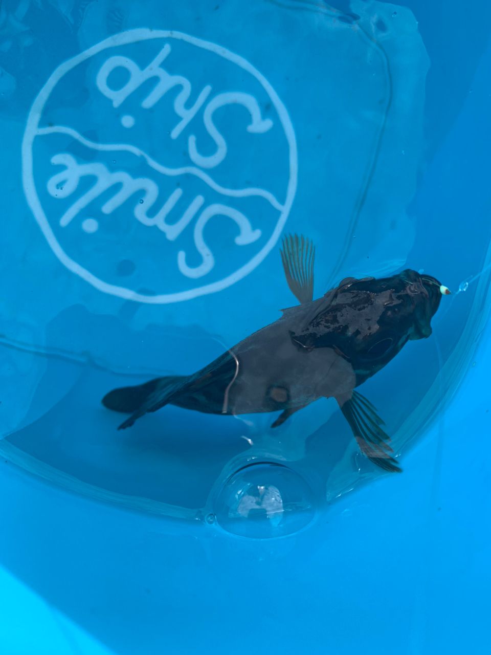 サバ