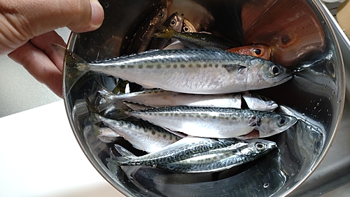 サバの釣果