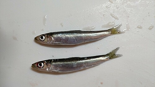 ウルメイワシの釣果