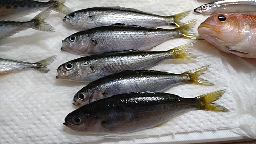 タカベの釣果