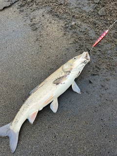 ウグイの釣果