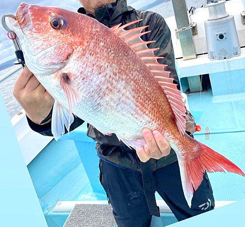 マダイの釣果