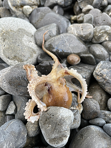 タコの釣果