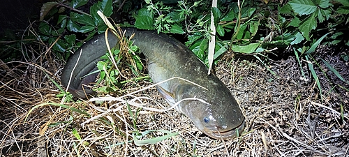 ナマズの釣果