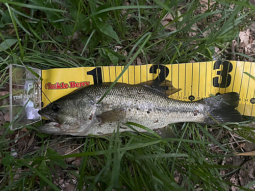 ブラックバスの釣果