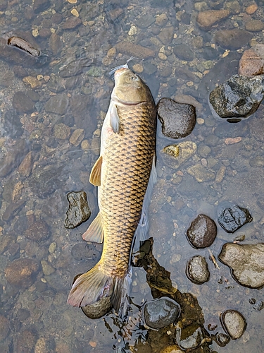 コイの釣果