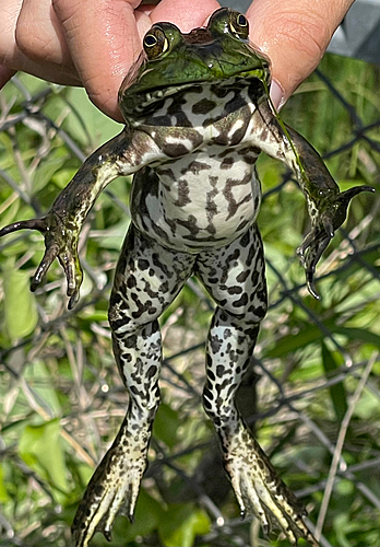 釣果