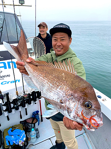 マダイの釣果