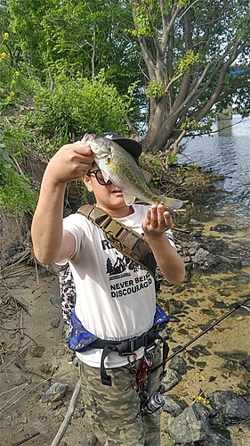 ブラックバスの釣果