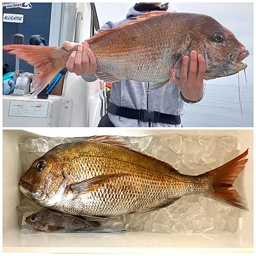 マダイの釣果