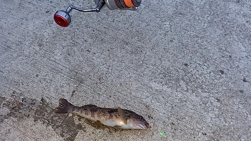 アブラコの釣果