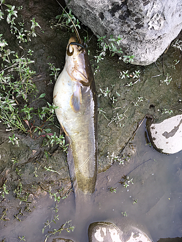 ナマズの釣果