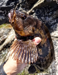 アイナメの釣果