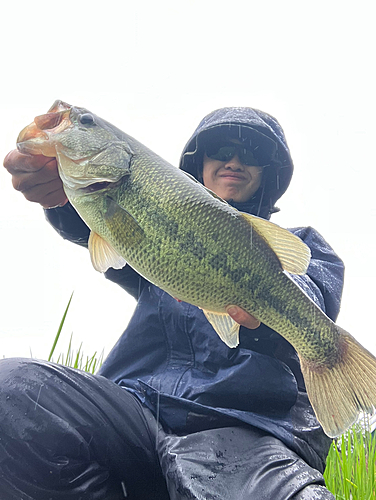 ブラックバスの釣果