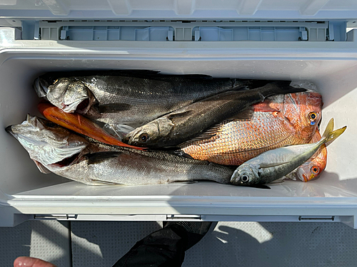 マダカ（マルスズキ）の釣果