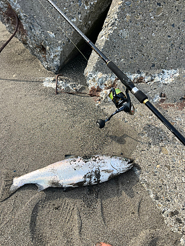 サクラマスの釣果