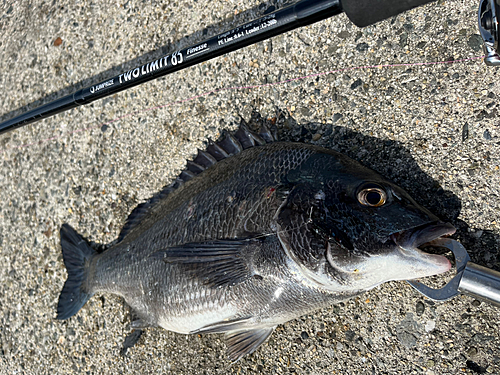 チヌの釣果