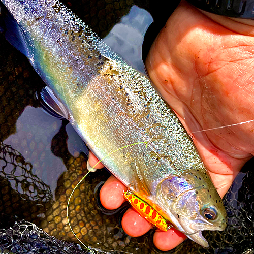 ニジマスの釣果