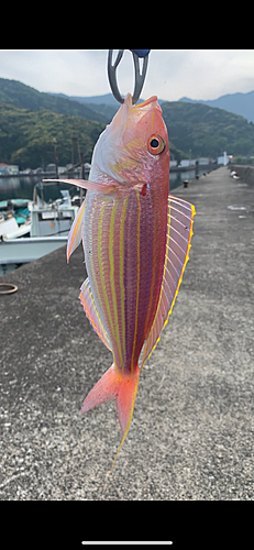 イトヨリダイの釣果