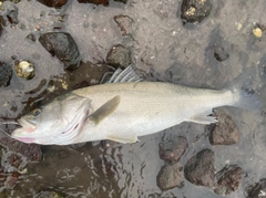 スズキの釣果