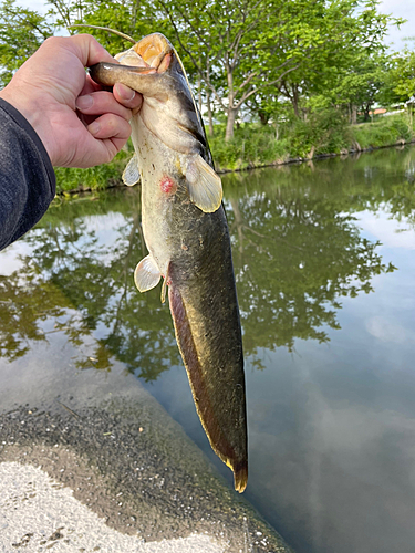 ナマズの釣果